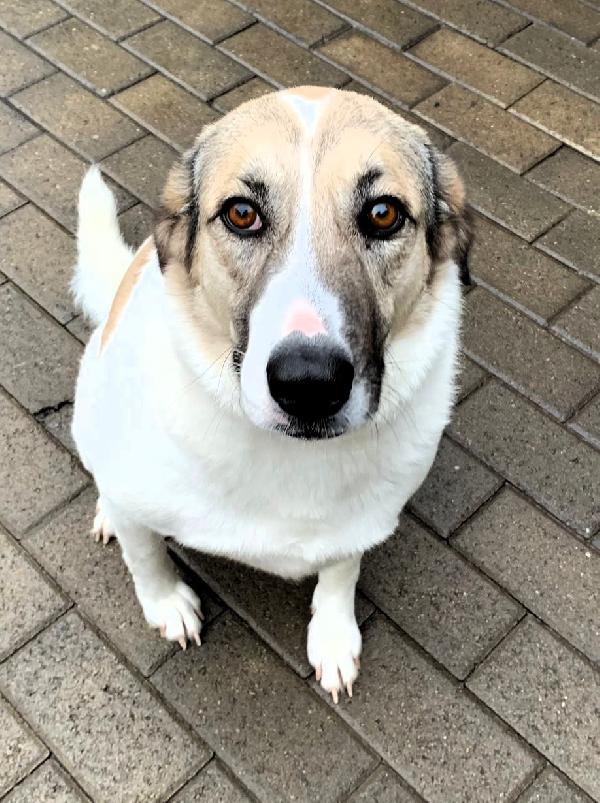 Coca Cagnolina Dolcissima
